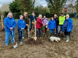 Rotarians planting trees in Welland Park Market Harborough.